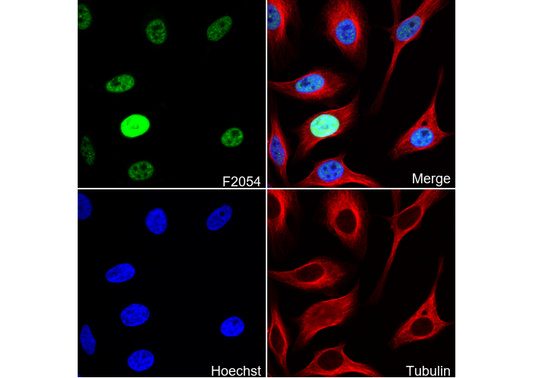 Phospho-B MyB (Thr487) Antibody