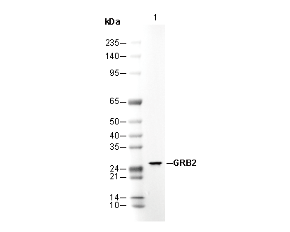 GRB2 Antibody