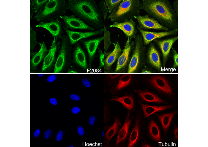 ATP5O Antibody