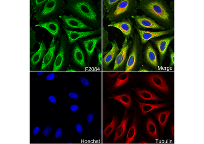 ATP5O Antibody