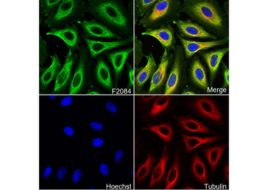 ATP5O Antibody