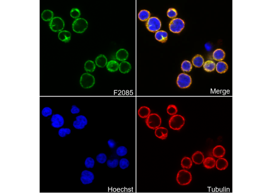 CD4 Antibody