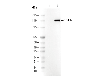 CD11c C-terminal Antibody