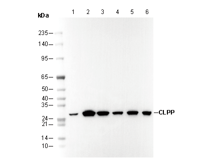 CLPP Antibody