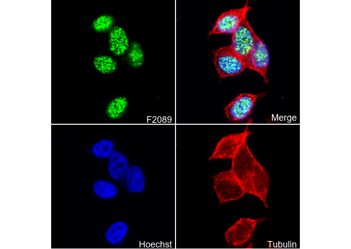 Topoisomerase I Antibody