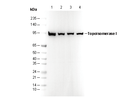 Topoisomerase I Antibody