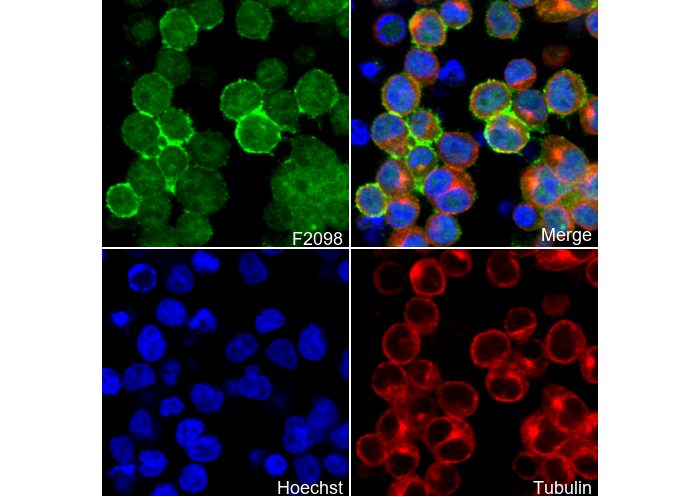 CD21 Antibody