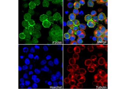 CD21 Antibody