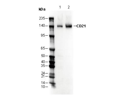 CD21 Antibody