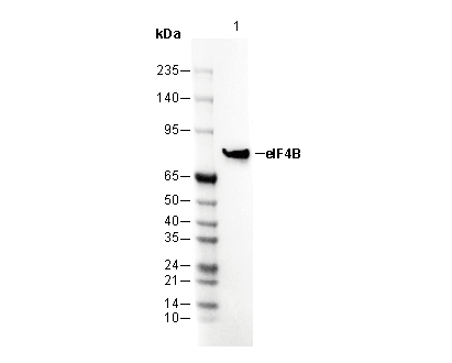 eIF4B Antibody