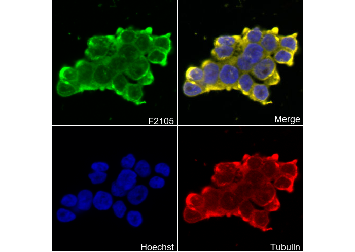 GABA B Receptor 1 Antibody