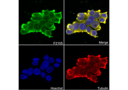 GABA B Receptor 1 Antibody