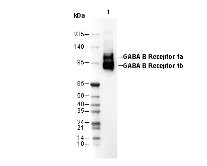 GABA B Receptor 1 Antibody