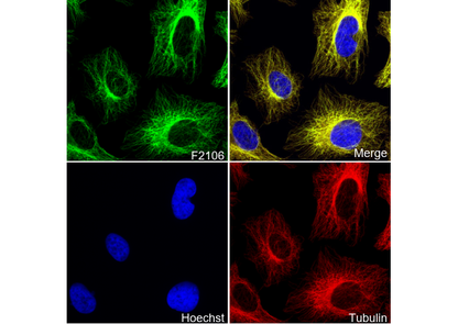 Annexin V/ANXA5 Antibody