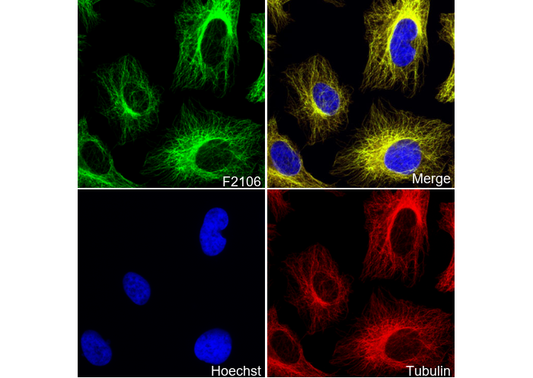 Annexin V/ANXA5 Antibody