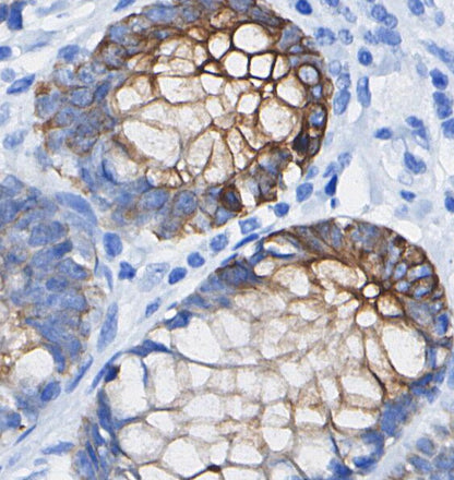 Annexin V/ANXA5 Antibody