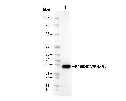Annexin V/ANXA5 Antibody