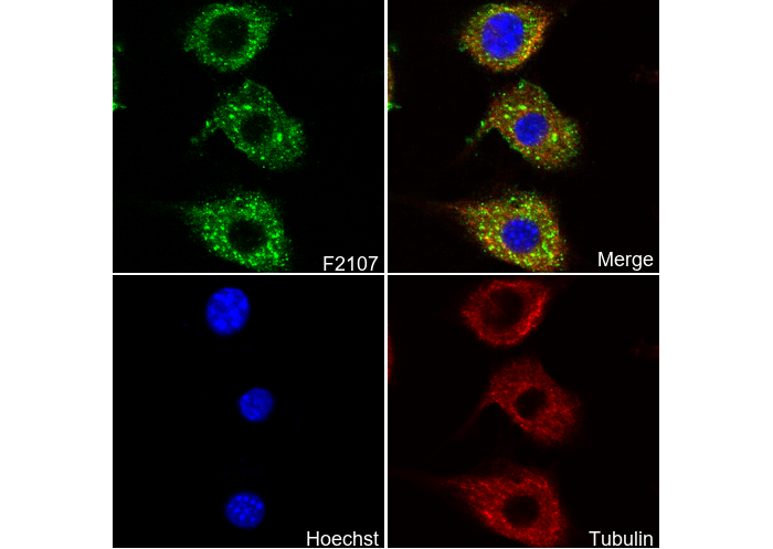 FAAH1 Antibody