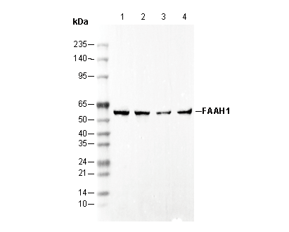 FAAH1 Antibody