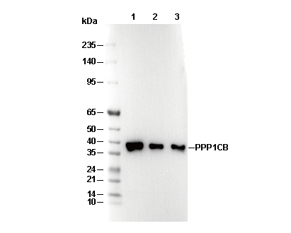 PPP1CB Antibody