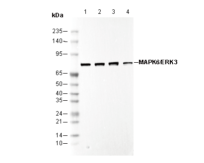 MAPK6/ERK3 Antibody