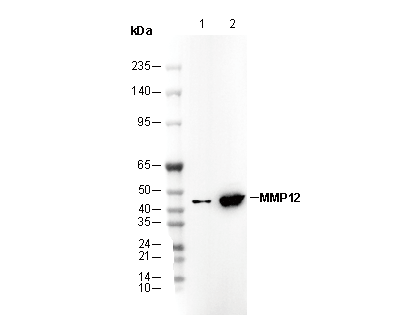 MMP12 Antibody