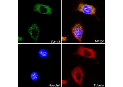 STK3/MST-2 Antibody