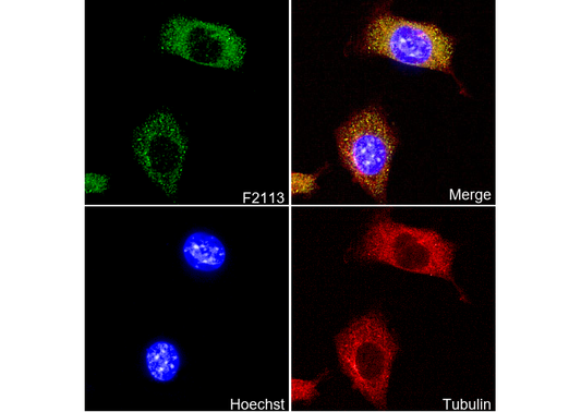 STK3/MST-2 Antibody