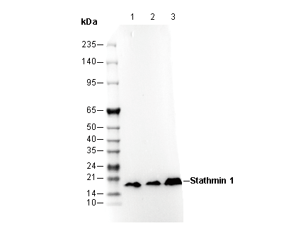 Stathmin 1 Antibody