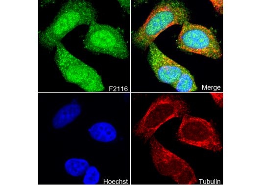 DYNLL1/PIN Antibody