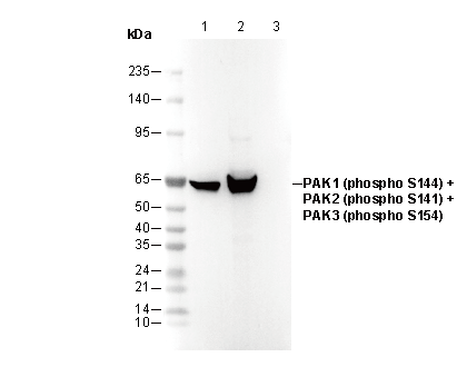 Phospho-PAK1/2/3 (Ser144/141/154) Antibody