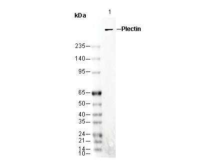 Plectin Antibody