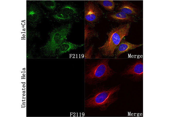 Phospho-PKAR2/PKR2 (Ser99) Antibody