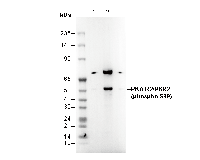 Phospho-PKAR2/PKR2 (Ser99) Antibody