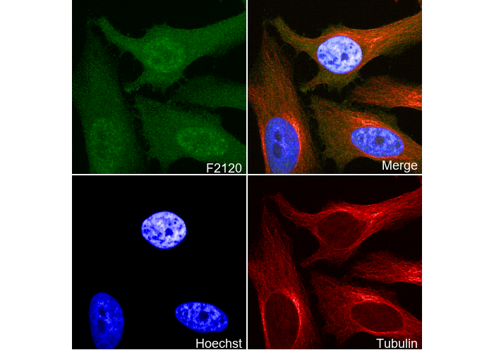 Phospho-CDK1/2/3 (Thr14) Antibody