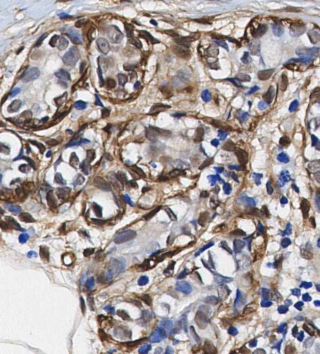 Phospho-CDK1/2/3 (Thr14) Antibody