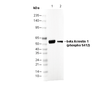 Phospho-β Arrestin 1 (Ser412) Antibody