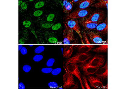 Mre11 Antibody