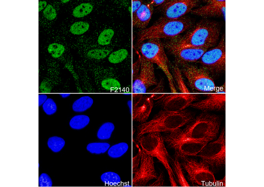 Mre11 Antibody