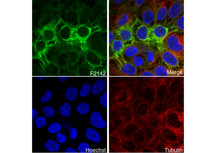 HLA G Antibody