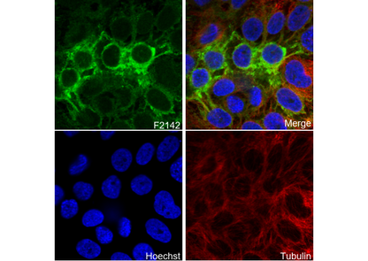 HLA G Antibody