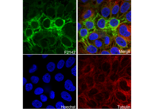 HLA G Antibody
