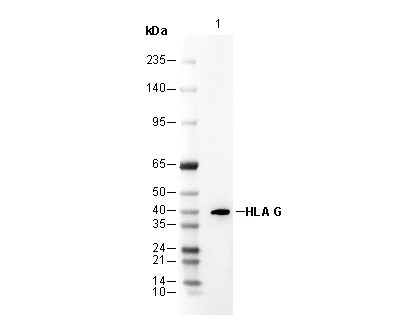 HLA G Antibody