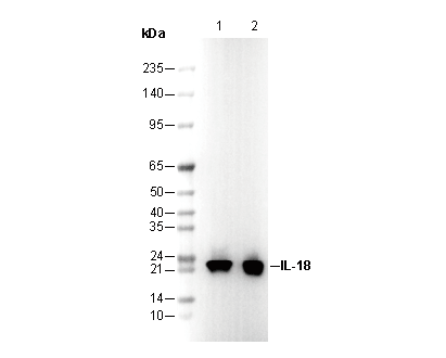 IL-18 Antibody