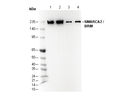 SMARCA2 / BRM Antibody