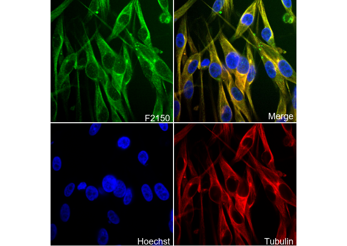 TRP1 Antibody