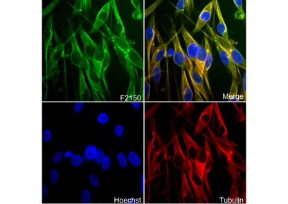 TRP1 Antibody