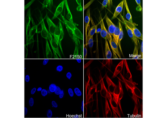 TRP1 Antibody