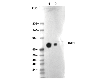 TRP1 Antibody