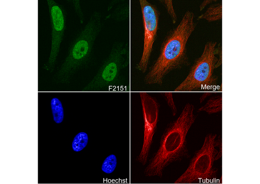 SP1 Antibody